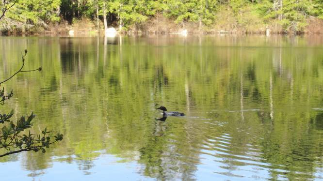 Beautiful Loon fishing on Ferrin Pond