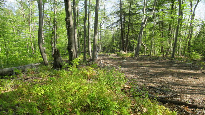 Trail travels away from Ferrin Pond towards log road