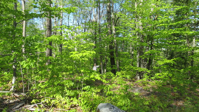 View from log road where trail goes back into the forest. Keep a look out into the woods for markers