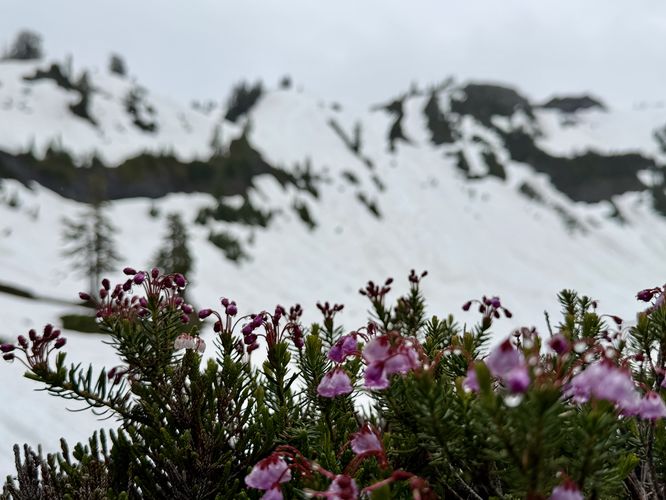More pink mountain heather flowers with the alpine backdrop