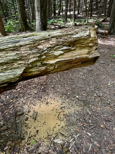 Picture 4 of Fitzgerald Falls via AT