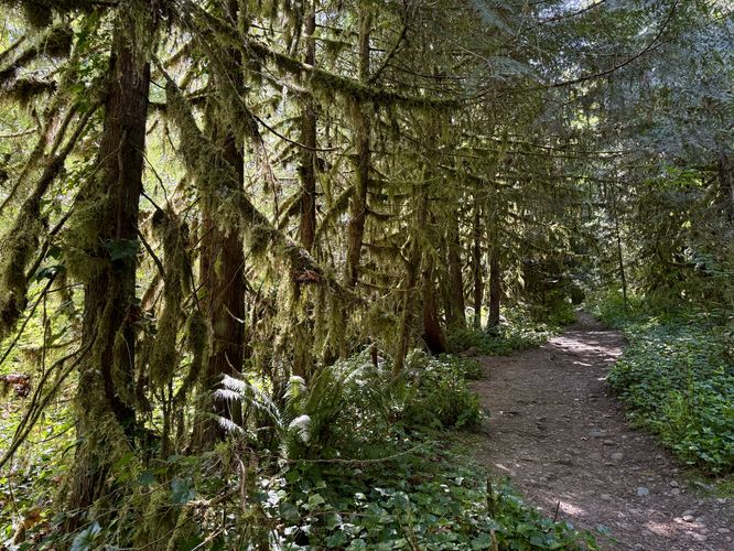 Lush moss-covered trees line the path to the Bubbling Geyser