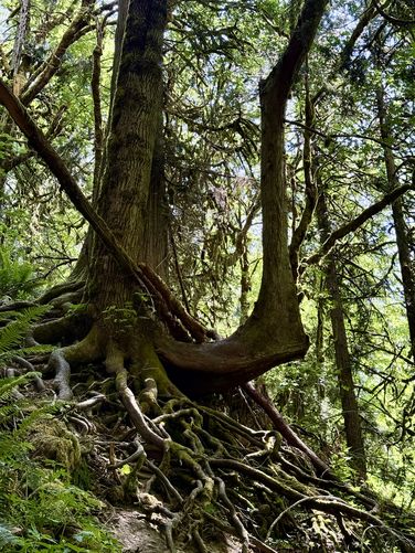 Gnarled roots of a tree near the Bubbling Geyser