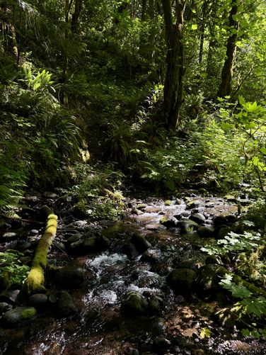 Scenic forest surrounds Cristy Creek