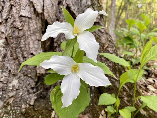 White Trillium wildflower