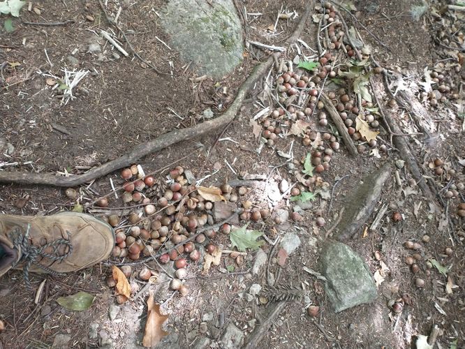 Acorns are hazardous!