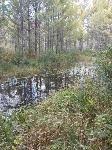 A small creek adjacent to the trail heading toward a marsh