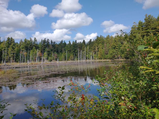 Views of the marsh from the trail 