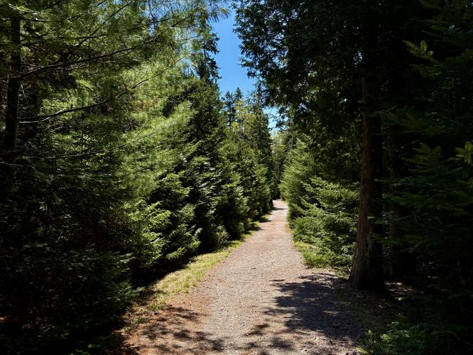 Evergreen forest along the Valley Cove Trail