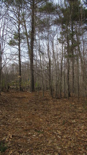 Forest Trail is wooded and narrow
