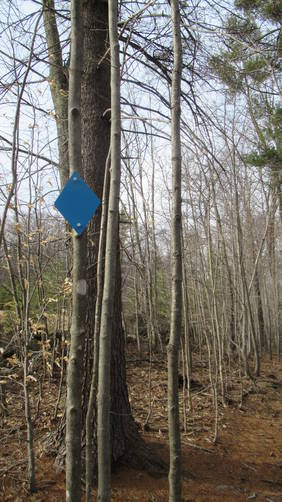 Follow the Blue markers off to the right of the field along the rock wall