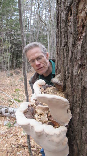 Large shelf mushroom on tree