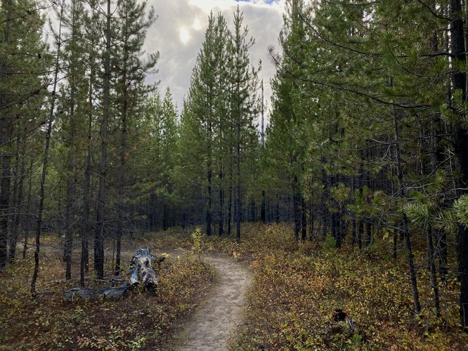 Hiking through the Forset and Fire Trail