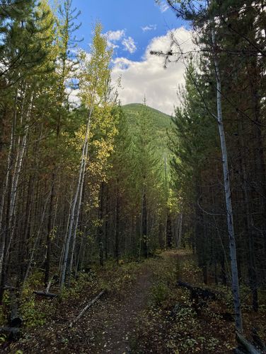 Quaking aspen and evergreens line the trail