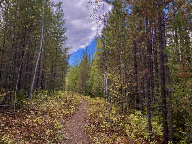 Foliage on the forest floor with evergreens lining the trail