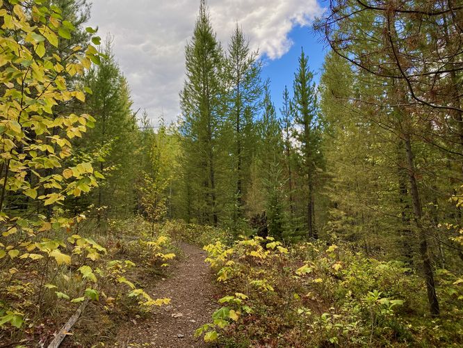 Evergreens stand along the trail