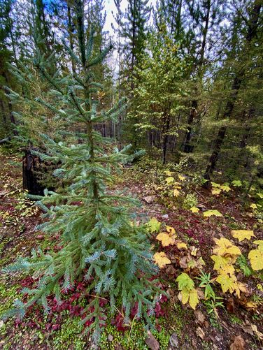 Red and yellow foliage next to a spruce tree
