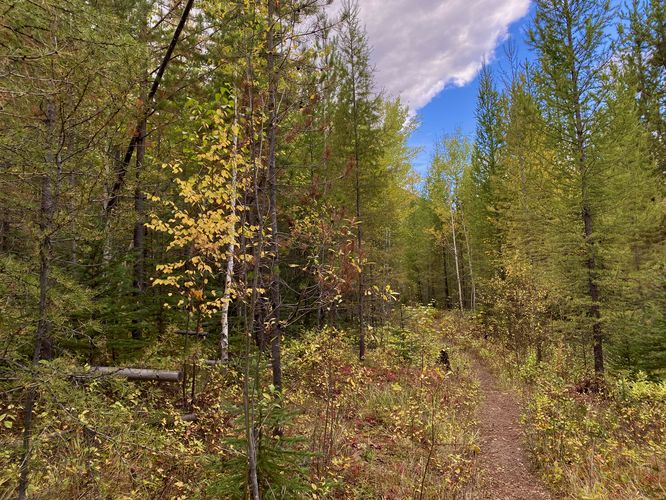 Foliage along the trail