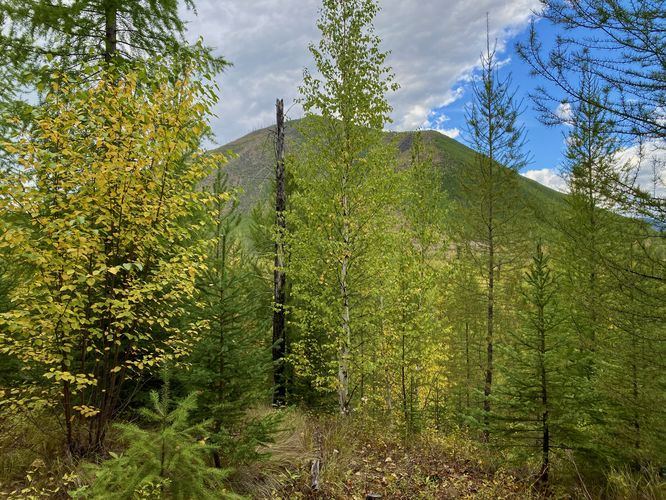 Glacier View Mountain sits behind the trees
