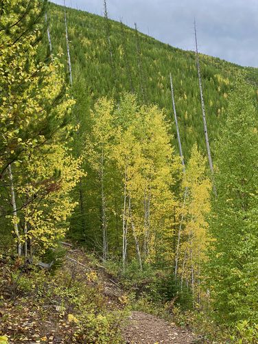 More quaking aspen foliage