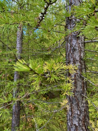 western larch with slight foliage