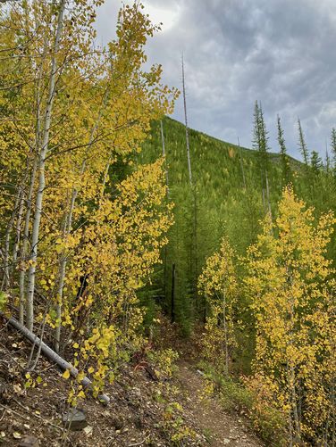 Hiking through quaking aspen foliage mid-September 2024