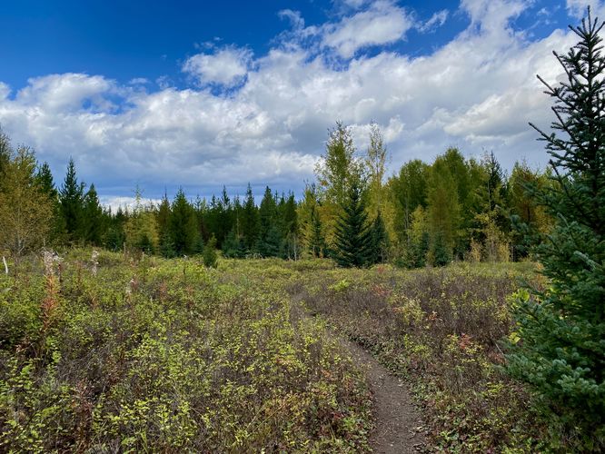 Trail leads through an old fire burn scar which is now a meadow full of low-growing shrubs