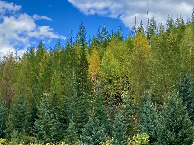 Foliage of quaking aspen on the hillside