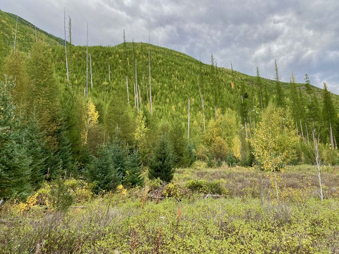 View of surrounding mountains from a fire burn scar along the trail