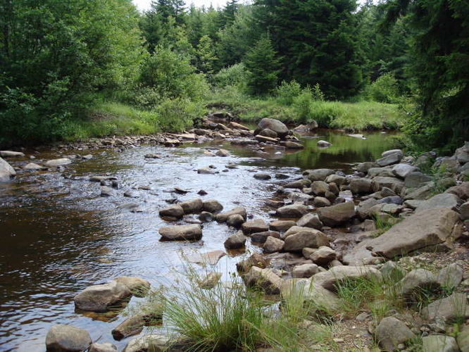 Picture 21 of Forks of Red Creek Hike 070409