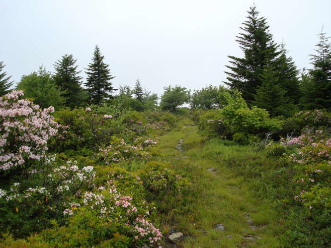 Picture 29 of Forks of Red Creek Hike 070409