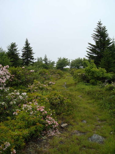 Picture 30 of Forks of Red Creek Hike 070409