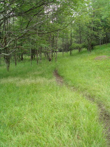 Picture 51 of Forks of Red Creek Hike 070409