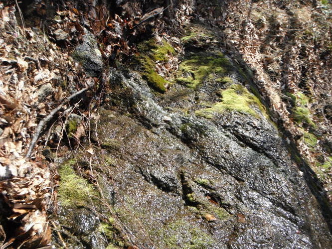 Picture 9 of Fortunes Cove Hike 010212