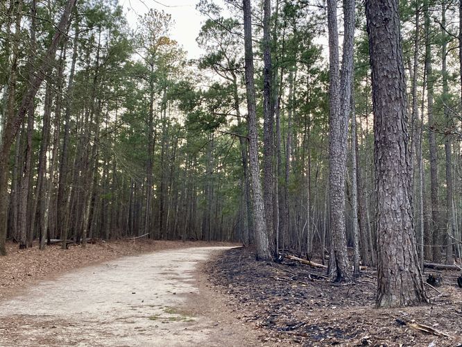 Hiking out to Forty Acre Rock through the pine trees
