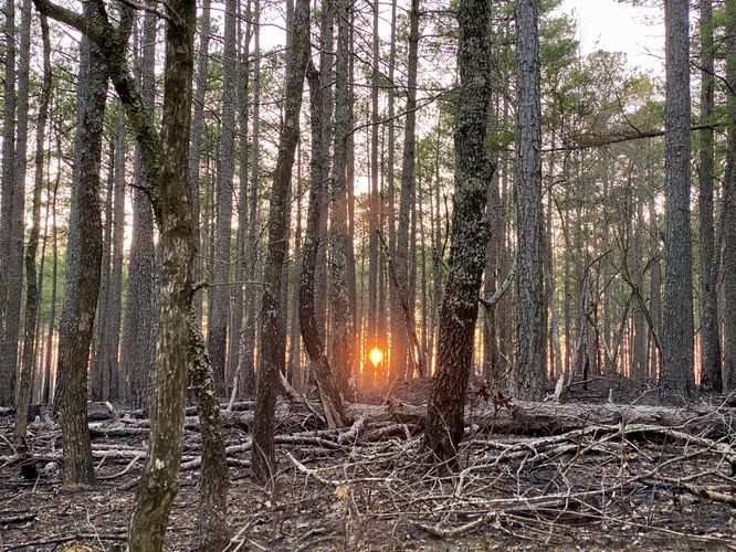 Sunset as seen through the trees