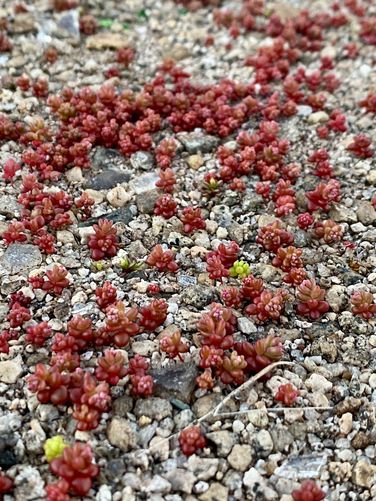 Red-colored succulents