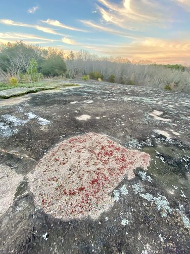 Lichen growing on Forty Acre Rock