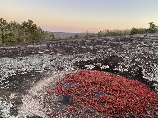 Lichens, mosses, and red succulents growing atop Forty Acre Rock