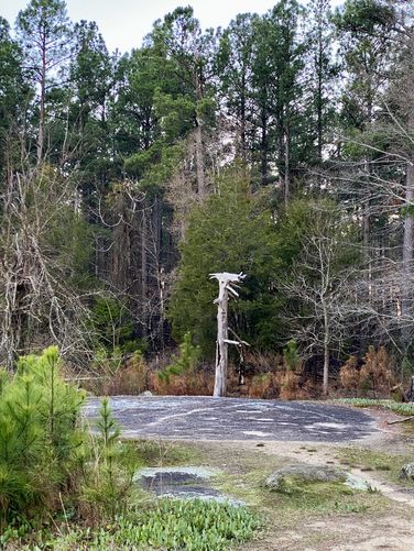 Dead standing tree, looks neat