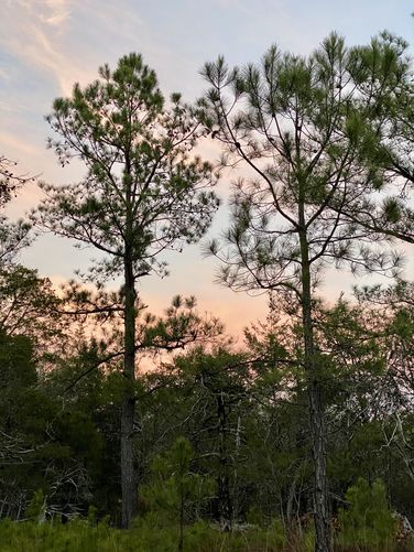 Sunset colors through the pine trees