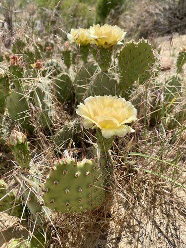 Yellow wildflowers on a prickly pear cactus