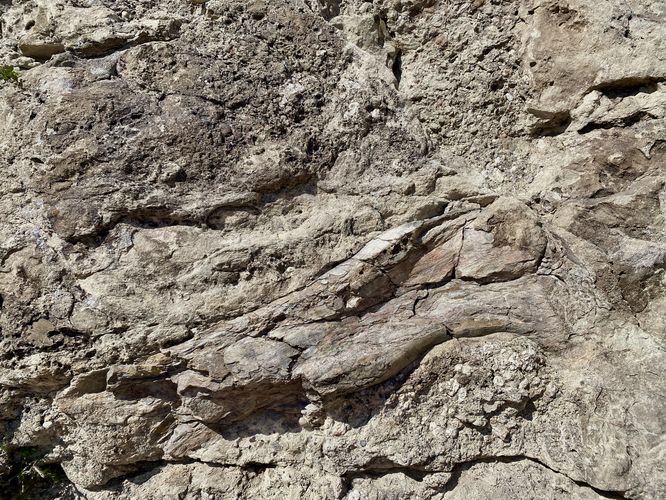 Dinosaur fossil (large femur) within the Morrison Formation