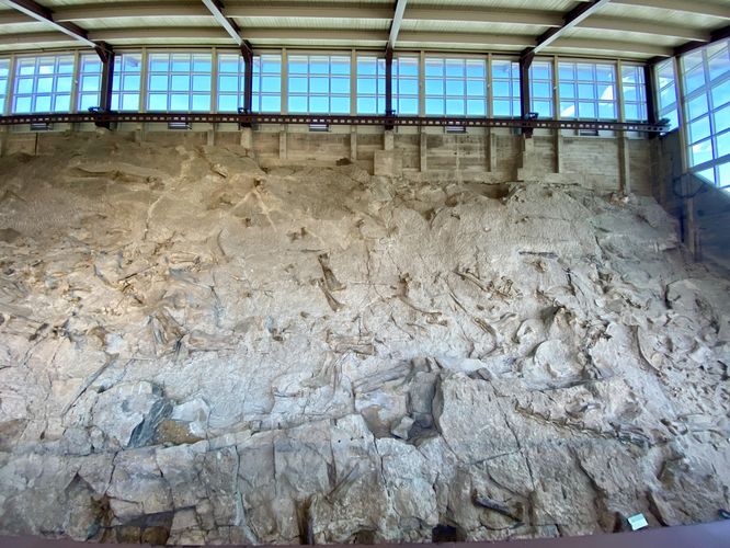 Over 1,500 dinosaur bones at the Quarry Exibit Hall