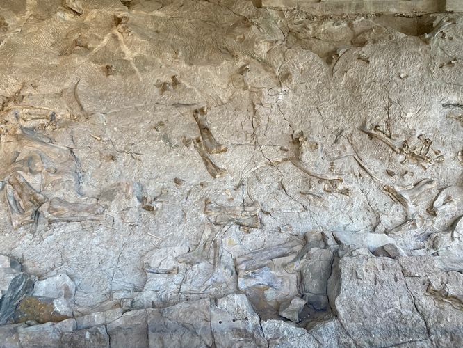 Over 1,500 dinosaur bones at the Quarry Exibit Hall