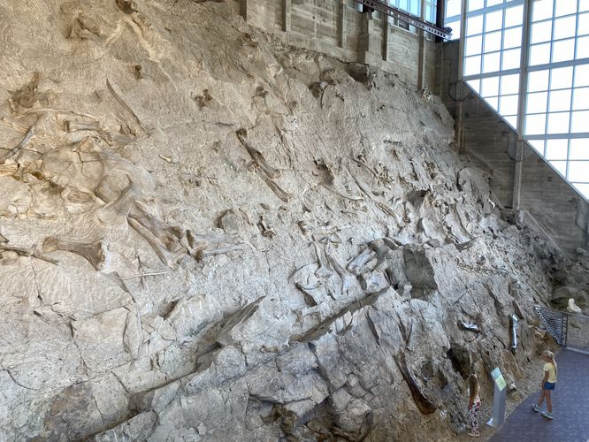 Over 1,500 dinosaur bones at the Quarry Exibit Hall