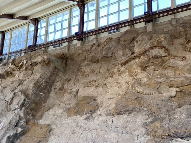 Over 1,500 dinosaur bones at the Quarry Exibit Hall