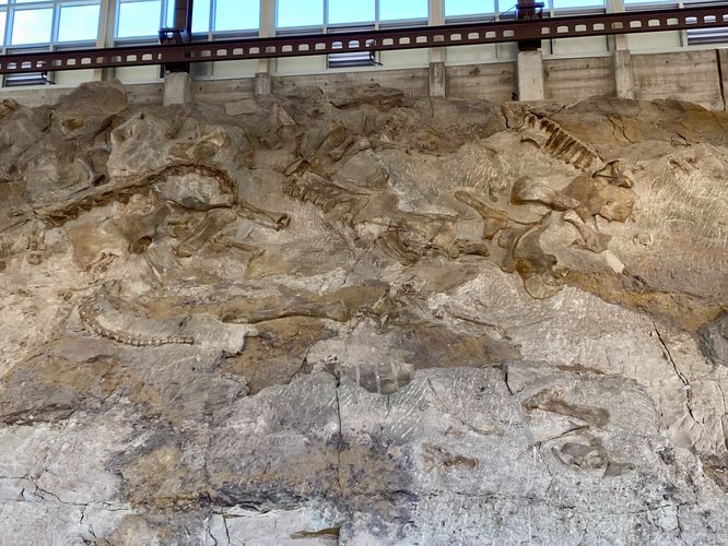 Over 1,500 dinosaur bones at the Quarry Exibit Hall
