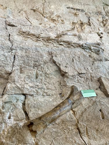 Large dinosaur bones in the Quarry Exibit Hall