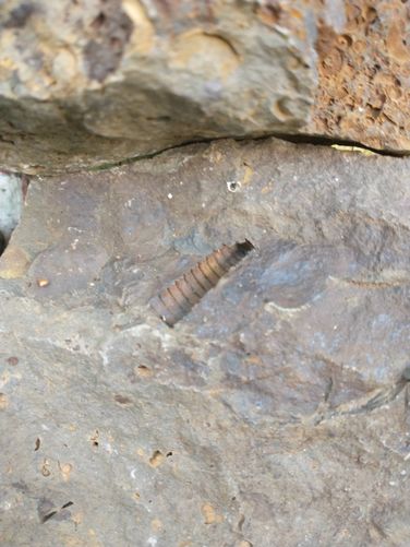 One of the cool fossils at the fossil station 